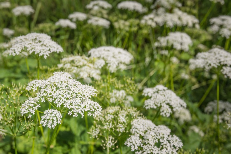 SAFLAX Anzucht Set - BIO - Kerbel - Anthriscus cerefolium - 800 Samen - Mit Mini-Gewächshaus, Anzuchtsubstrat und 2 Töpfen