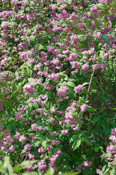 Blühender Deutzie Strauch mit zahlreichen kleinen Blüten und grünen Blättern.