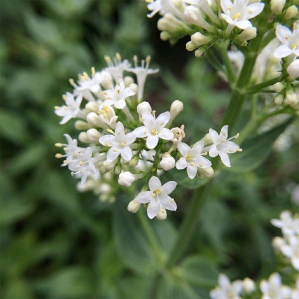 Nahaufnahme von weißen Blüten einer Echten Baldrianpflanze im Garten.