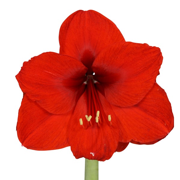 Bloomique – Amaryllis-Zwiebel in Wachs – schwarze Samtbeschichtung – Blumenzwiebel – keine Wasserblumen – Weihnachtsdekoration – 15–25 cm hoch bei Lieferung – wird bis zu 40–60 cm groß – 10 cm Durchmesser