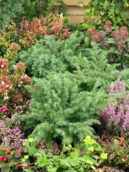 Juniperus conferta 'Slager', Japanischer Kriechwacholder, 20–30 cm