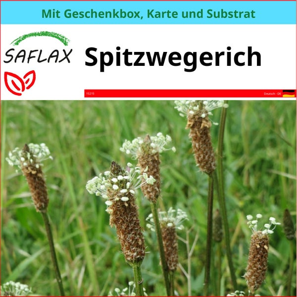 SAFLAX Geschenk Set - Spitzwegerich - Plantago lanceolata - 100 Samen - Mit Geschenkbox, Versandaufkleber, Geschenkkarte und Anzuchtsubstrat