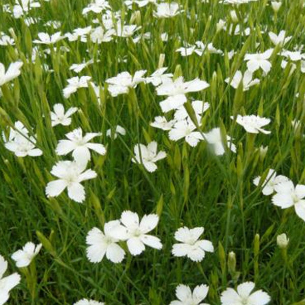 Feld mit weißen Pfingstnelken