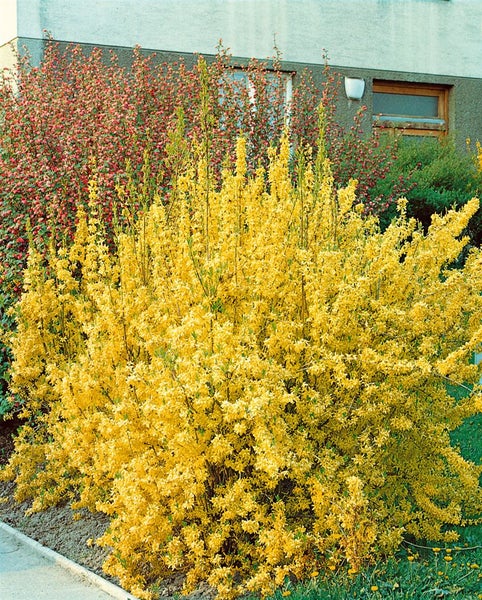 Forsythia 'Lynwood Gold', Goldglöckchen, leuchtend gelb, 60–80 cm