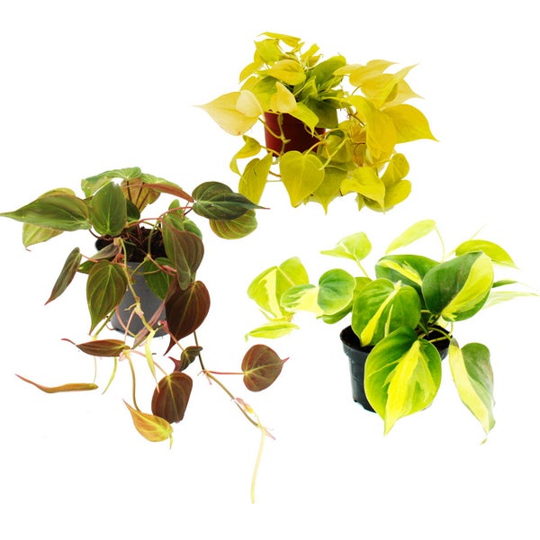 Zimmerpflanzen-Trio Rankende Baumfreunde Set mit 3 verschiedenen Philodendron-Arten micans scandens Lime scandens Brasil