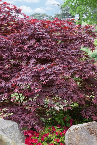 Acer palmatum 'Fireglow', Japanischer Ahorn, rot, 60–80 cm