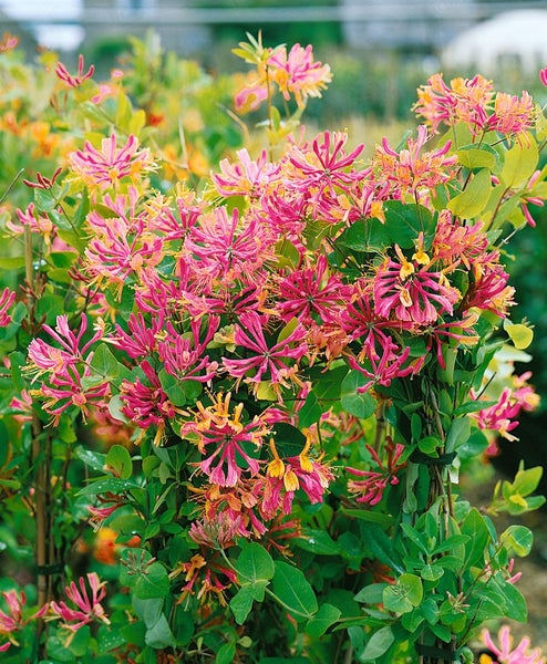 Lonicera heckrottii, Geißblatt, duftend, 60–100 cm