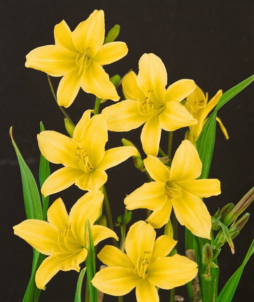 Hemerocallis citrina, Taglilie, zitronengelb, ca. 11x11 cm Topf