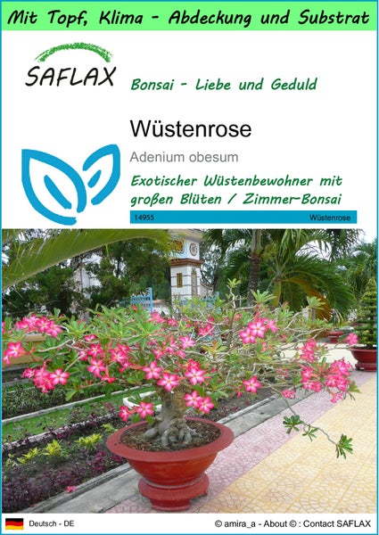 SAFLAX Garden to go - Wüstenrose - Adenium obesum - 8 Samen - Mit Topf, Klima - Deckel und Anzuchtsubstrat
