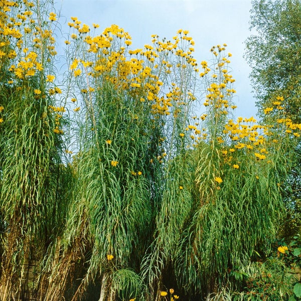 Helianthus salicifolius, Weidenblättrige Sonnenblume, ca. 11x11 cm Topf