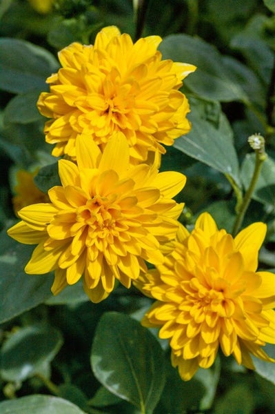 Gelbe Sonnenbrautblüten im Detail