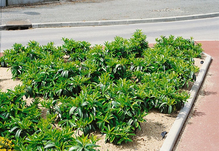 Prunus laurocerasus 'Mount Vernon', Kirschlorbeer, 15–20 cm
