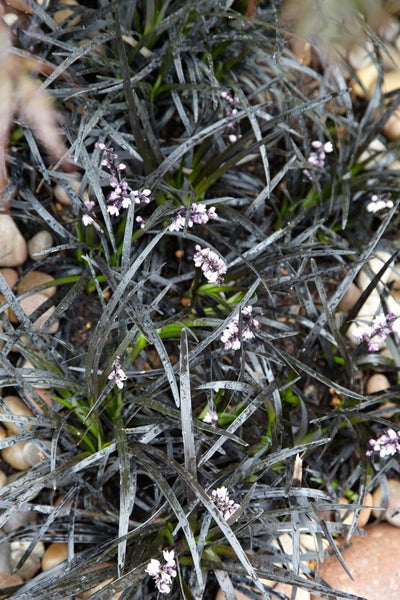 Ophiopogon planiscapus 'Nigrescens', Schlangenbart, schwarz, ca. 9x9 cm Topf