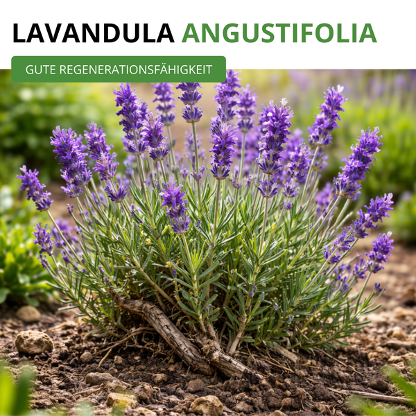 Lavandula Angustifolia, Echter Lavendel mit Blüten im Garten, gute Regenerationsfähigkeit.
