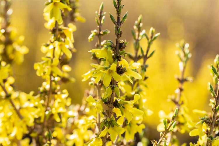 Forsythia intermedia 'Mikador', Forsythie, gelb, 40–60 cm