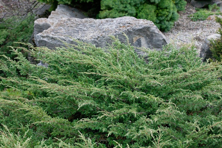 Bodendecker-Wacholder im Gartenbeet