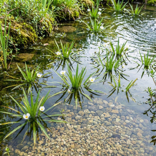 Gartenteich mit Krebsscheren-Pflanzen, die spitze grüne Blätter und kleine weiße Blüten haben, in klarem Wasser über Kies.