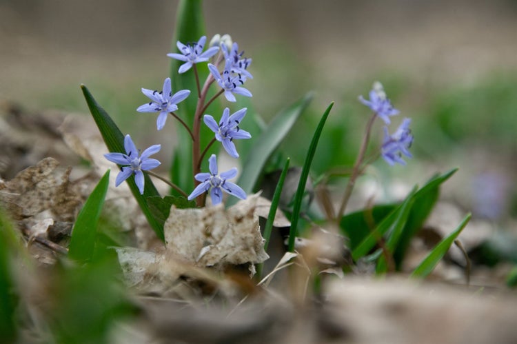 Scilla bifolia, Zweiblättriger Blaustern, blau, ca. 9x9 cm Topf