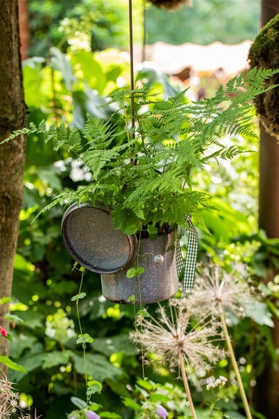 Hängender Farn in einem Zinkeimer mit kariertem Band im Garten.