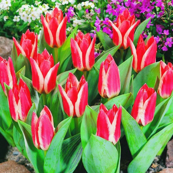 Gruppe roter und weißer Tulpen mit grünen Blättern