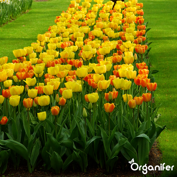 Ein Blumenbeet mit zahlreichen gelben und orangen Tulpen auf einer grünen Wiese.