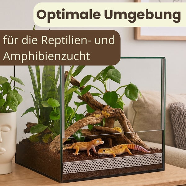Terrarium mit Pflanzen und zwei Leopardgeckos für die Reptilien- und Amphibienzucht