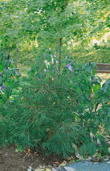 Wacholderstrauch im Garten