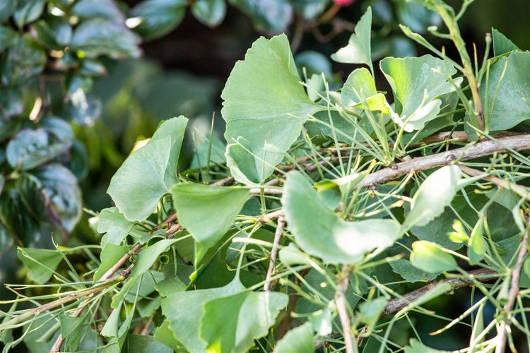 Ginkgo biloba 'Tubifolia', Fächerblattbaum, 40–60 cm