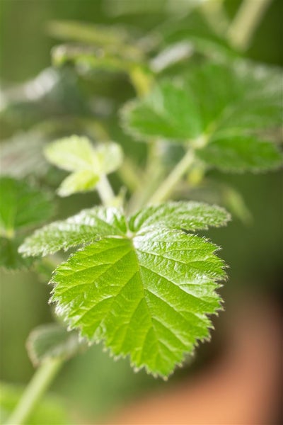 Rubus fruticosus 'Loch Ness' -S-, Brombeere, dornenlos, 30–40 cm