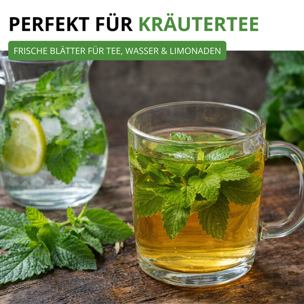 Frische Kräuter in einem Glas Tee und einer Karaffe mit Wasser und Zitrone auf einem rustikalen Holztisch.