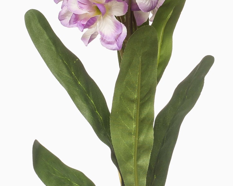 Yucca-Palme mit zwei Stämmen und grünen Blättern im schwarzen Kunststofftopf.
