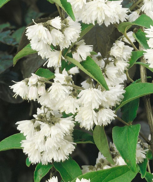 Deutzia scabra 'Plena', Maiblumenstrauch, gefüllt, 80–100 cm