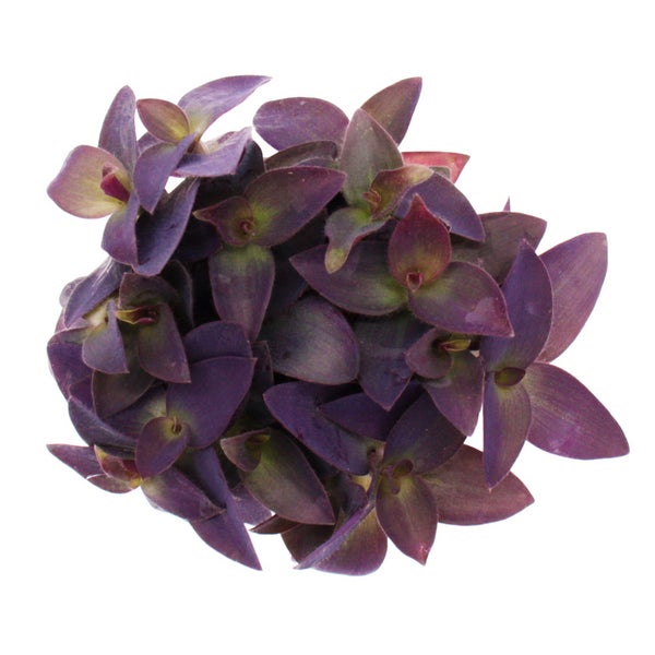Exotenherz Dreimasterblume Tradescantia pallida pflegeleichte hängende Zimmerpflanze Rotblatt  12cm Topf  lila