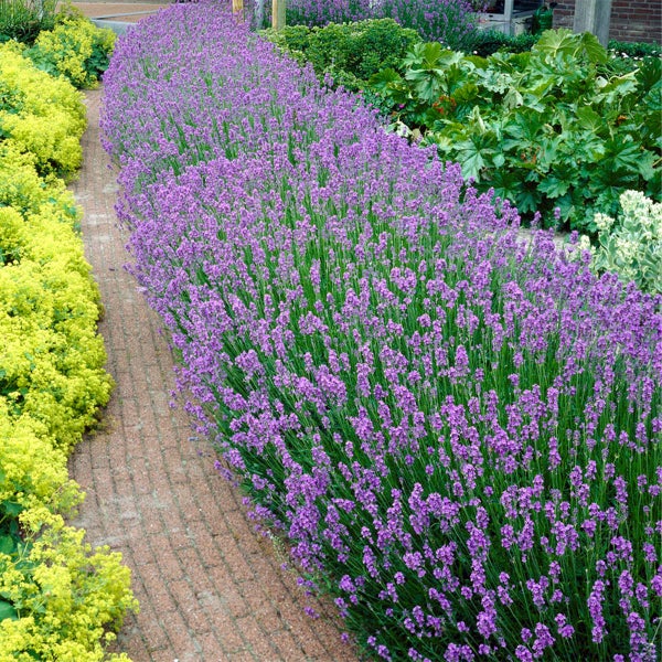 Bloomique - 6er Set - Lavandula Angustifolia - Lavendel Pflanze Winterhart - Duftlavendel - Gartenpflanzen Winterhart - Mehrjährig - Höhe 10-20 cm