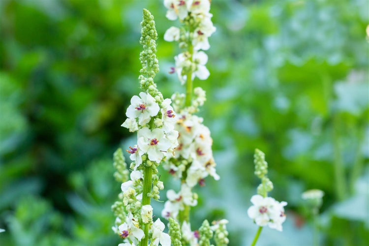 Verbascum nigrum 'Album', Königskerze, weiß, ca. 9x9 cm Topf