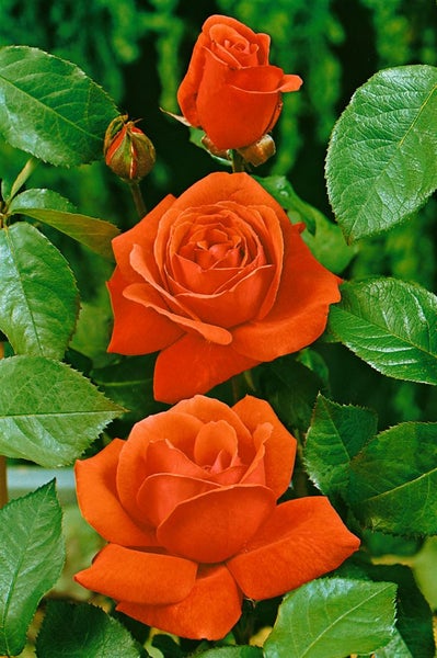 Rosa 'Duftwolke', Edelrose, duftend, 3-5 Liter Container