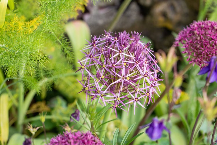 Allium christophii, Sternkugel-Lauch, silbrig-violett, ca. 11x11 cm Topf