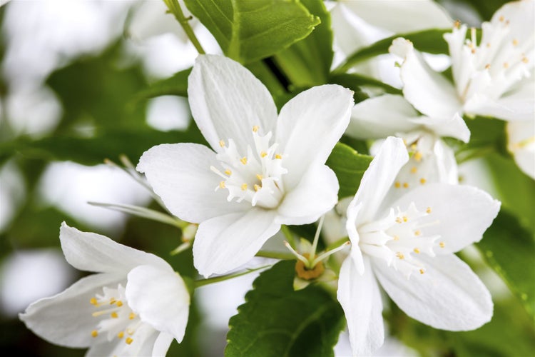 Deutzia gracilis, Maiblumenstrauch, weiß, 40–60 cm