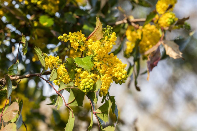 Mahonia aquifolium, Gewöhnliche Mahonie, immergrün, 30–40 cm