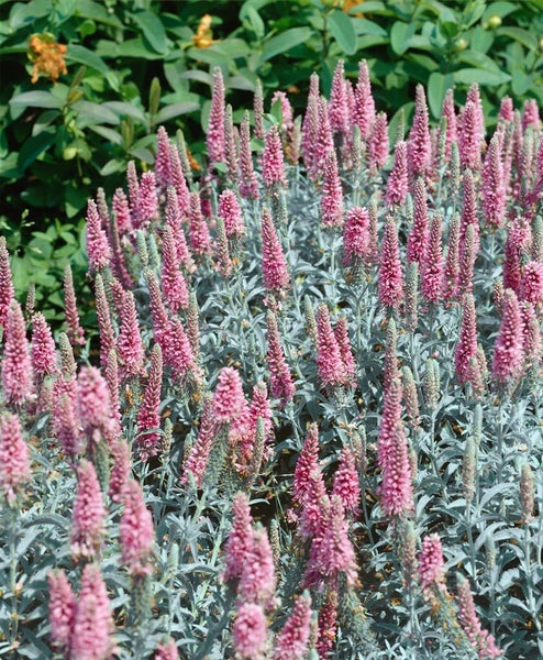 Veronica spicata 'Erika', Ähriger Ehrenpreis, rosa, ca. 9x9 cm Topf