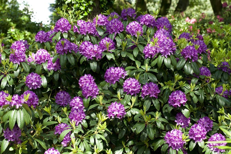 Rhododendron 'Catawbiense Grandiflorum', lila Blüten, 100–120 cm