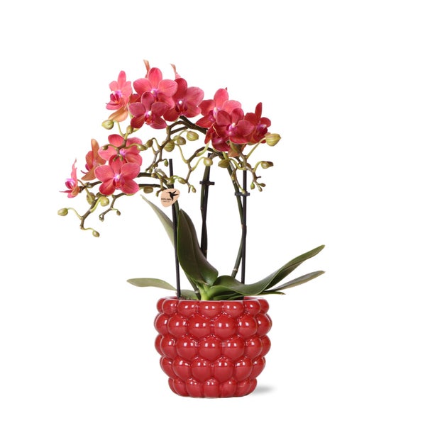 Kolibri Orchids rote Phalaenopsis-Orchidee Kongo + Beeren-Ziertopf Topfgröße  9cm 40cm hoch blühende Zimmerpflanze