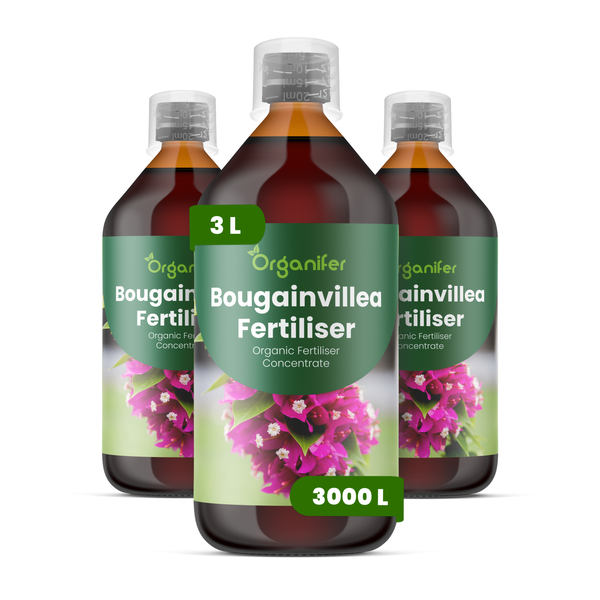 Drei Flaschen Organifer Bougainvillea Dünger, organisches Düngerkonzentrat, 3 Liter Gesamtmenge für 3000 Liter Gießwasser, Organifer Logo.