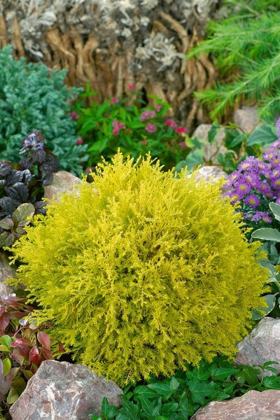 Thuja occidentalis 'Rheingold', Lebensbaum, goldgelb, 50–60 cm