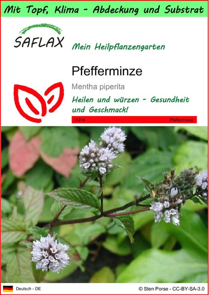 SAFLAX Garden to go - Pfefferminze - Mentha piperita - 300 Samen - Mit Topf, Klima - Deckel und Anzuchtsubstrat