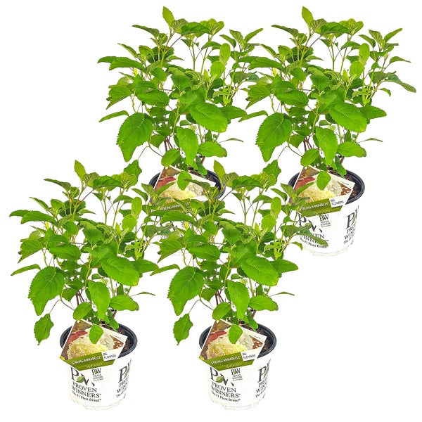 4x Hortensie 'Strong Annabelle' - Hortensie - Strauch - Winterhart – ⌀19 cm - ↕40-50 cm