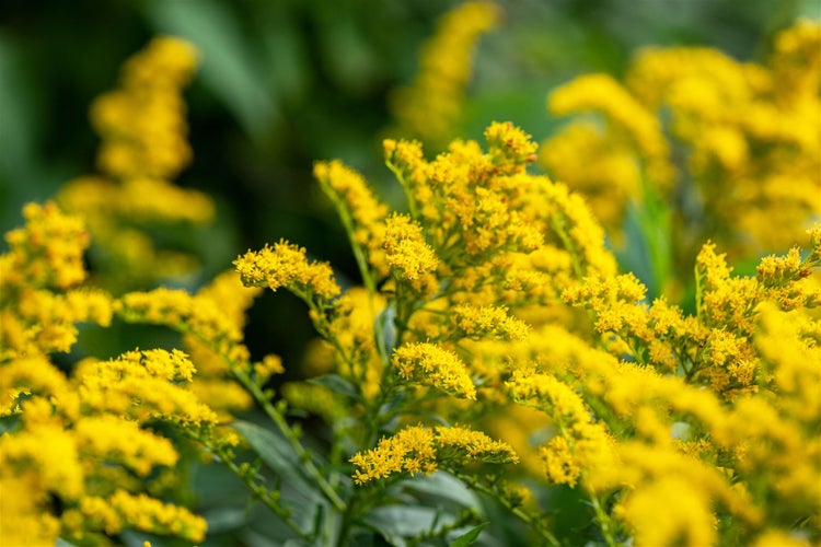 Solidago x cult.'Strahlenkrone', Goldrute, gelb, ca. 9x9 cm Topf