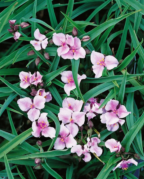 Tradescantia x andersoniana 'Bilberry Ice', ca. 9x9 cm Topf, buntlaubig