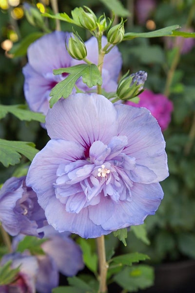 Hibiscus syriacus 'Blue Chiffon', Gartenhibiskus, blau, 40–60 cm