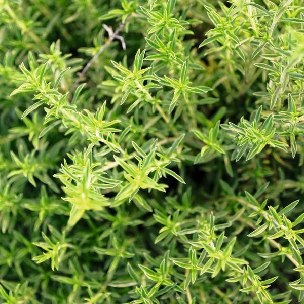 Nahaufnahme von Zitronenthymian mit kleinen, grün-weiß gemusterten Blättern.